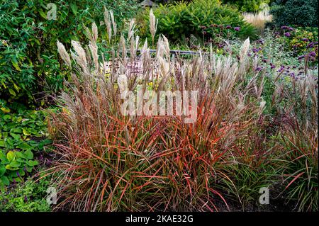 Miscanthus Sinensis, ferner Osten, erba ornamentale con sfumature autunnali. Eulalia ferner Osten, Miscanthus sinensis Estremo Oriente, Poaceae Foto Stock