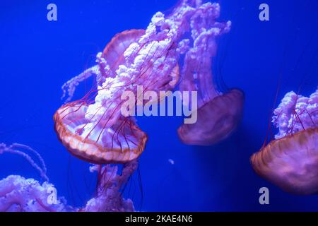 meduse di ortica nuotando in un serbatoio d'acqua Foto Stock