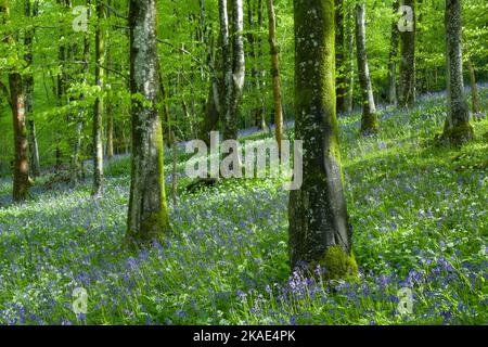 Aglio selvatico (Allium ursinum) e Bluebells (Hyacinthoides non scripta) in fiore in Long Wood, un bosco a foglia larga nelle colline di Mendip, Somerset, Inghilterra. Foto Stock