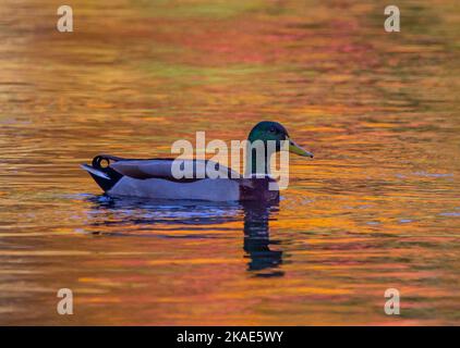 Un'anatra maschile Mallard nuota in un torrente brillantemente colorato dal riflesso delle foglie di caduta. Foto Stock