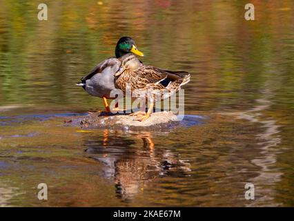 Una coppia di anatre Mallard si avvicina insieme su una roccia in un ruscello colorato dai riflessi delle foglie di caduta. Foto Stock