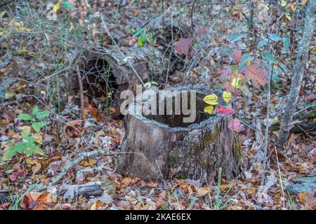 Un albero cavo ne tagliò parte di log giacendo sullo sfondo e il tronco cavo in primo piano nella foresta circondata dalle foglie cadute dentro Foto Stock