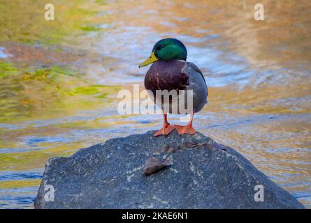 Un maschio Mallard si trova su una roccia al centro di un ruscello colorato dai riflessi delle foglie di caduta. Foto Stock