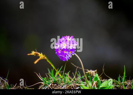 Un fuoco selettivo sparo di fiore viola della primula del drumstick con le foglie verdi sotto la luce del sole su fondo scuro Foto Stock
