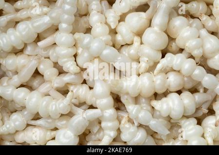 Carciofo giapponese fresco bianco crudo primo piano su full frame come sfondo Foto Stock