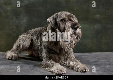 Compagno. Ritratto di bel cane Schnauzer di colore grigio posa isolato su sfondo vintage scuro. Concetto di animale domestico, razza, animali domestici, cura Foto Stock