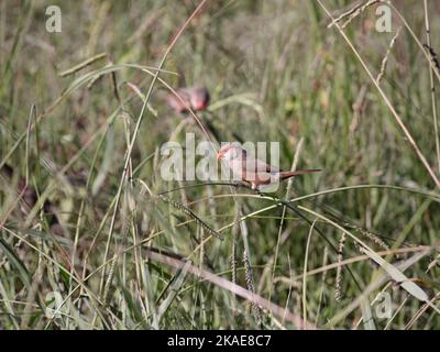 Waxbill comune alla ricerca di cibo al confine con il fiume Lima, a nord del Portogallo. Foto Stock