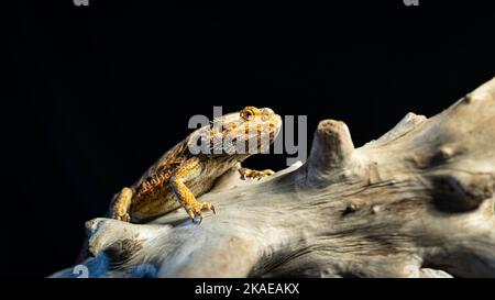 Un drago centrale bearded (Pogona vitticeps) seduto su un log di albero su sfondo nero Foto Stock