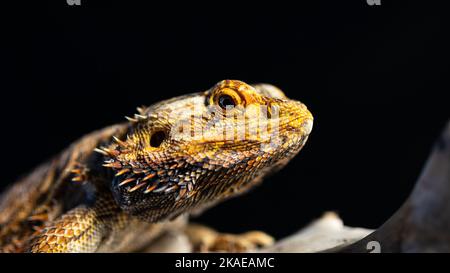 Primo piano di un drago centrale bearded (Pogona vitticeps) su sfondo nero Foto Stock