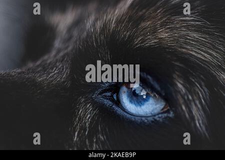 Primo piano dell'occhio del cane blu Foto Stock