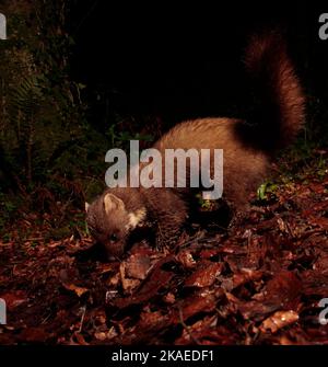 Pineta Marten in bosco di notte Foto Stock