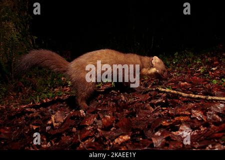 Pineta Marten in bosco di notte Foto Stock