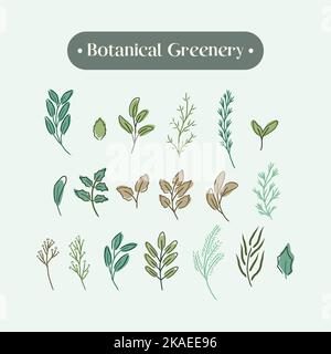 disegno a mano vegetazione botanica della collezione set Illustrazione Vettoriale