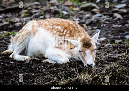 Un primo piano di una femmina del cervo (capriolo europeo) che dorme a terra in una fattoria Foto Stock