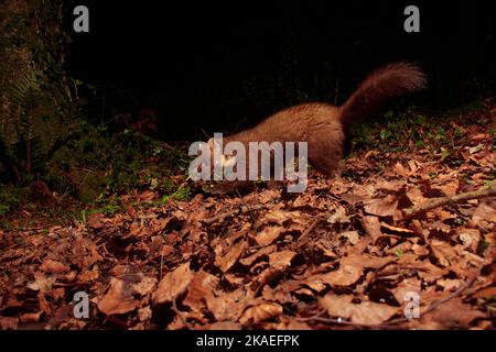 Pineta Marten in bosco di notte Foto Stock