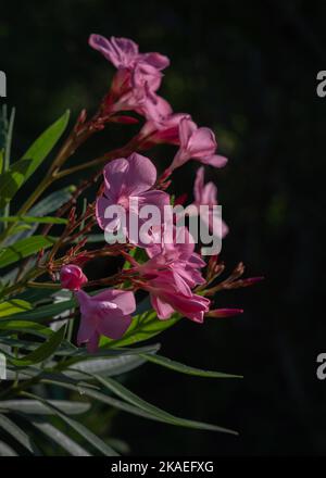 Vista in primo piano di un gruppo rosa luminoso di fiori di arbusto di nerio oleandro isolato all'aperto al mattino luce del sole su sfondo naturale scuro Foto Stock