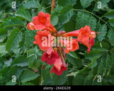 Vista in primo piano di una fresca tromba rossa arancione luminoso o campsis fiori di radicans su sfondo verde foglie Foto Stock