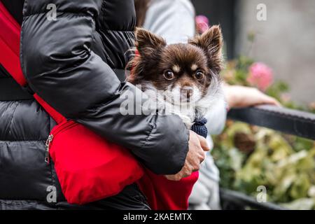 Piccolo Papillon tipo carino cucciolo di cane loveable che è trasportato dal proprietario che guarda la macchina fotografica con la faccia felice del pelo. Foto Stock
