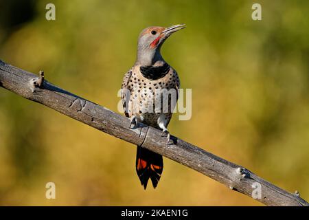 Un primo piano di uno sfarfallio settentrionale sul ramo di un albero Foto Stock