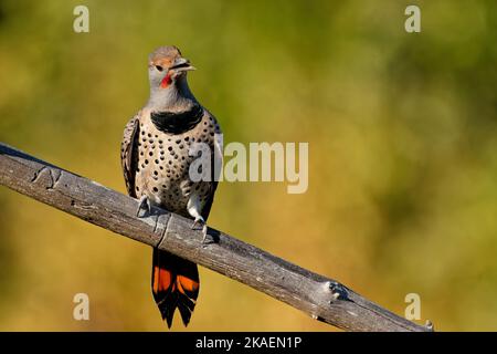 Un primo piano di uno sfarfallio settentrionale sul ramo di un albero Foto Stock