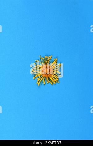 Camomilla gialla appassita su fondo blu. Foto ad alta risoluzione. Foto Stock