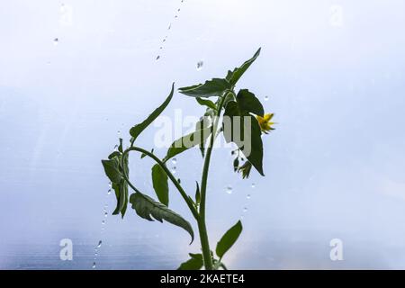 Piante di pomodoro fiorite che crescono in serra in primavera Foto Stock