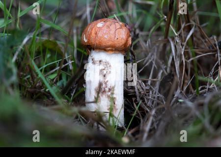 Un fungo di aspen fresco (Leccinum albostipitatum) nascosto nei cespugli Foto Stock