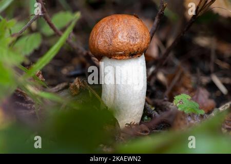 Un fungo di aspen fresco (Leccinum albostipitatum) in cespugli Foto Stock