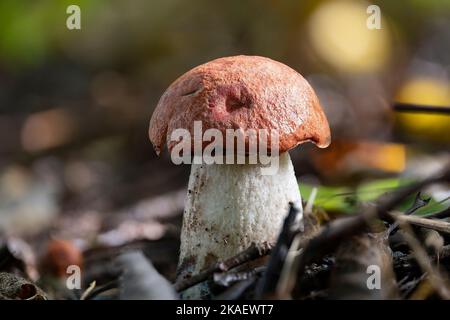 Un fungo di aspen fresco (Leccinum albostipitatum) alla luce del sole Foto Stock