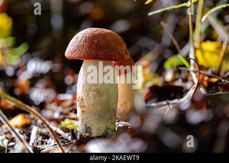 Un fungo di aspen fresco (Leccinum albostipitatum) alla luce del sole Foto Stock