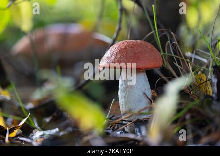 Un fungo di aspen fresco (Leccinum albostipitatum) dopo la pioggia Foto Stock