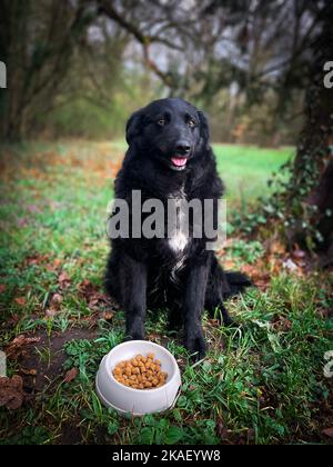 Un colpo verticale di un cane nero seduto di fronte a una ciotola di cibo nella foresta Foto Stock