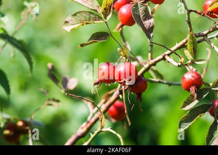 Bacche di Rosa sui ramoscelli. Impianto medico nel parco autunnale. Foto Stock