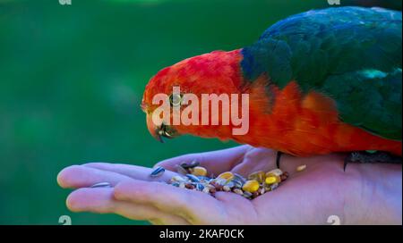 Un pappagallo di foresta pesante e colorato di boschi, foreste e giardini dell'Australia orientale. Il maschio ha la testa, il petto e la pancia completamente di colore arancione-rosso. Foto Stock