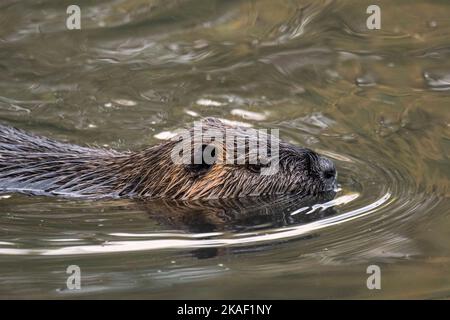Coypu / nutria (Myocastor coypus) nuoto in stagno, roditore invasivo in Europa, nativo del Sud America Foto Stock