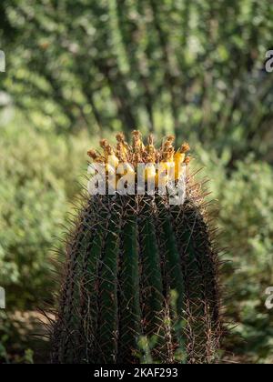Un primo piano verticale di un cactus barile ( Echinocactus Grusonii ) in giardino botanico nelle giornate di sole Foto Stock