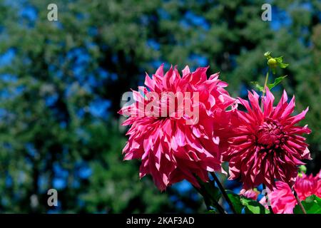 Un fiore di dahlia rosa al Butchart Garden a Victoria, BC Canada Foto Stock