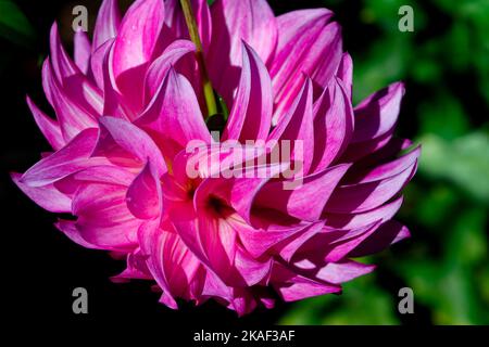 Un fiore di dahlia rosa al Butchart Garden a Victoria, BC Canada Foto Stock