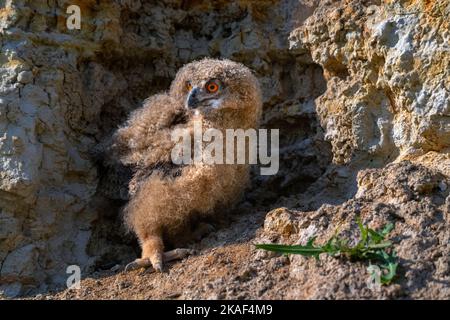 Nestling di aquila-gufo Eurasiano o Bubo in steppa Foto Stock