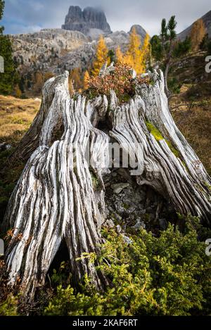 Muschi e arbusti e corteccia di gnarled su un ceppo di alberi nella foresta di montagna sotto l'Averau al Passo Falzarego, Dolomiti, Italia Foto Stock