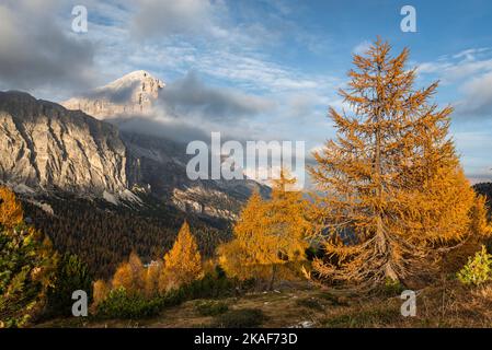 Le nuvole circondano la faccia sud delle Tofane di Rozes sopra le foreste montane autunnali sul Passo Falzarego al sole serale, Dolomiti, Italia Foto Stock