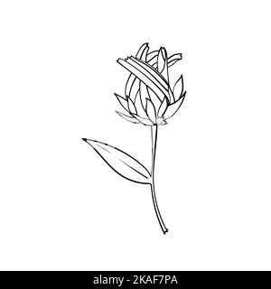 Illustrazione vettoriale del fiore di Rudbeckia hirta. Elemento della pagina di colorazione. Illustrazione Vettoriale