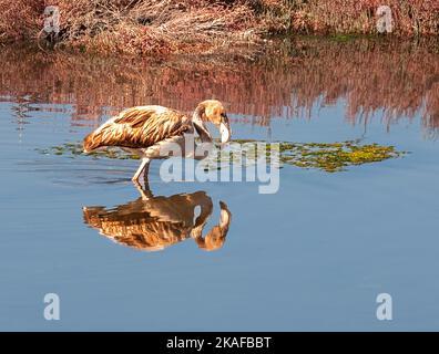 i fenicotteri cacciano il cibo al bordo dell'acqua e nello stagno Foto Stock