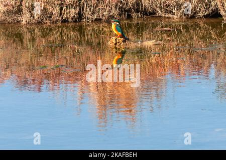 kingfisher che riposa tra le canne dall'acqua Foto Stock