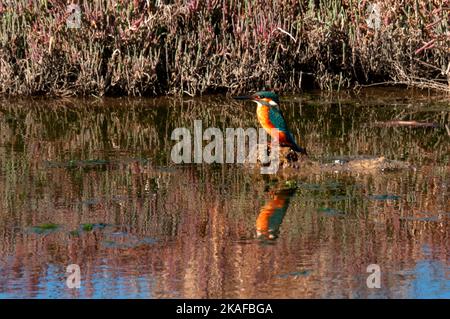 kingfisher che riposa tra le canne dall'acqua Foto Stock