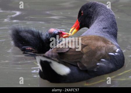 Un primo piano di una brughiera nera (Gallinula chloropus) che nuota in uno stagno d'acqua e che nuota il suo bambino Foto Stock