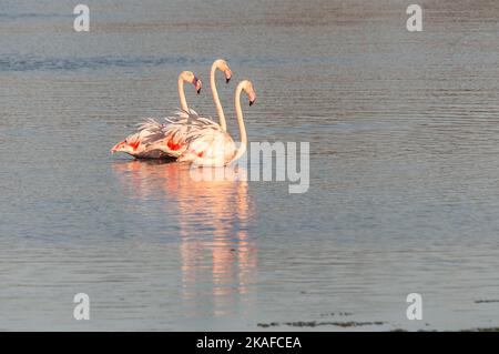 i fenicotteri cacciano il cibo al bordo dell'acqua e nello stagno Foto Stock