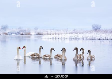 La famiglia dei cigni nuota nell'acqua del lago d'inverno all'alba. Coppia cigni adulti e piccoli pulcini grigi in acqua ghiacciata la mattina. Alberi ghiacciati sullo sfondo. Fotografia animale Foto Stock