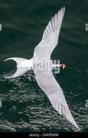 Terna comune che vola sopra l'acqua con piccoli pesci nel suo becco Foto Stock