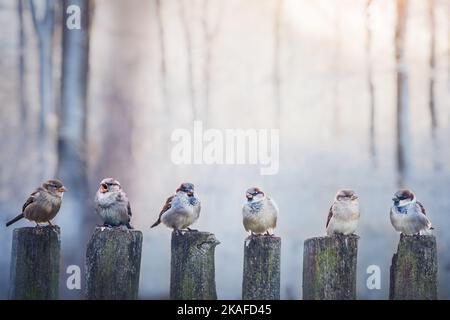 Passeri in una fila su recinto di legno. Fotografia di uccelli Foto Stock